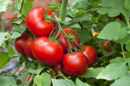 MARAÎCHAGE & BOVICULTURE