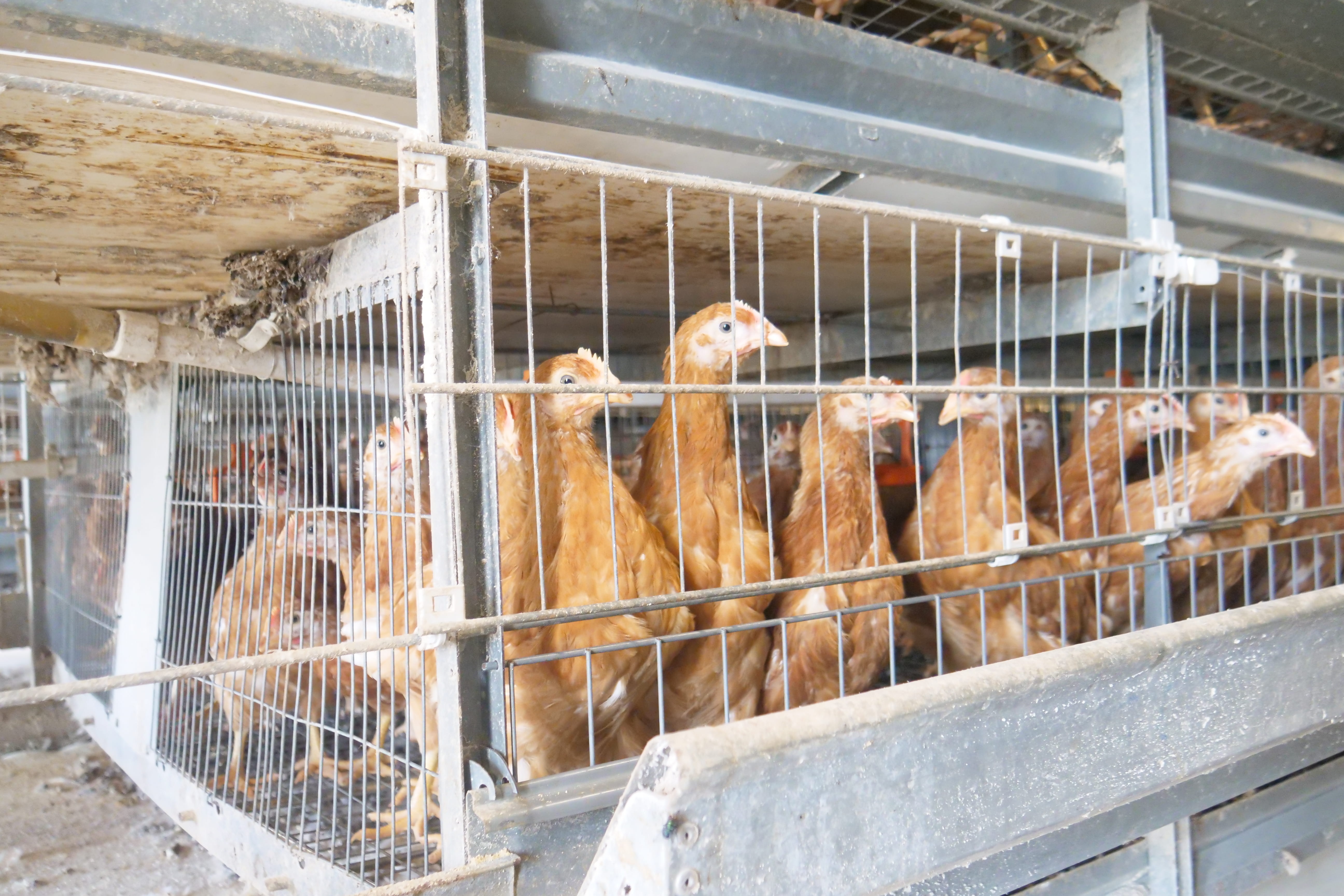 Extension de l'Élevage de Poulets de Chair